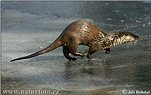 nahled-vydra-ricni-7651.jpg