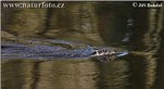 nahled-vydra-ricni-7655.jpg